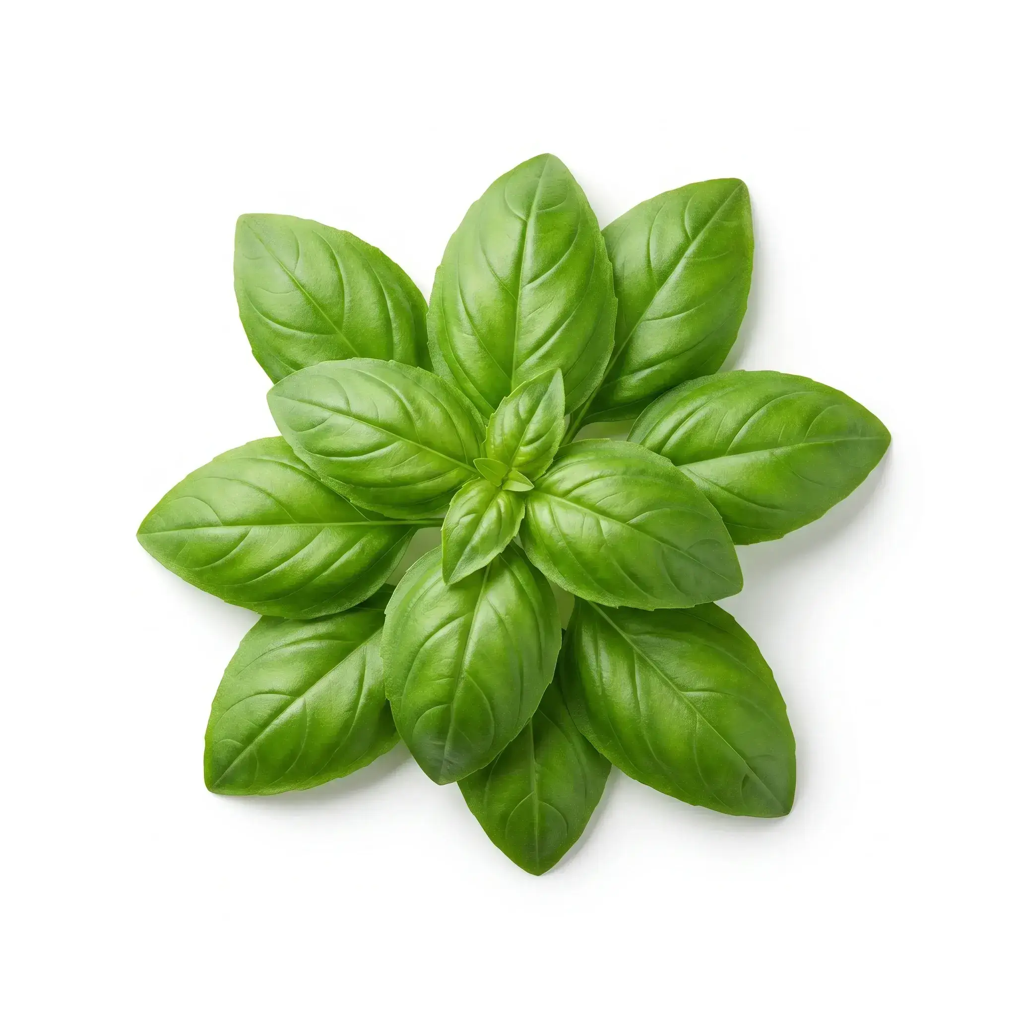 Fresh Basil
