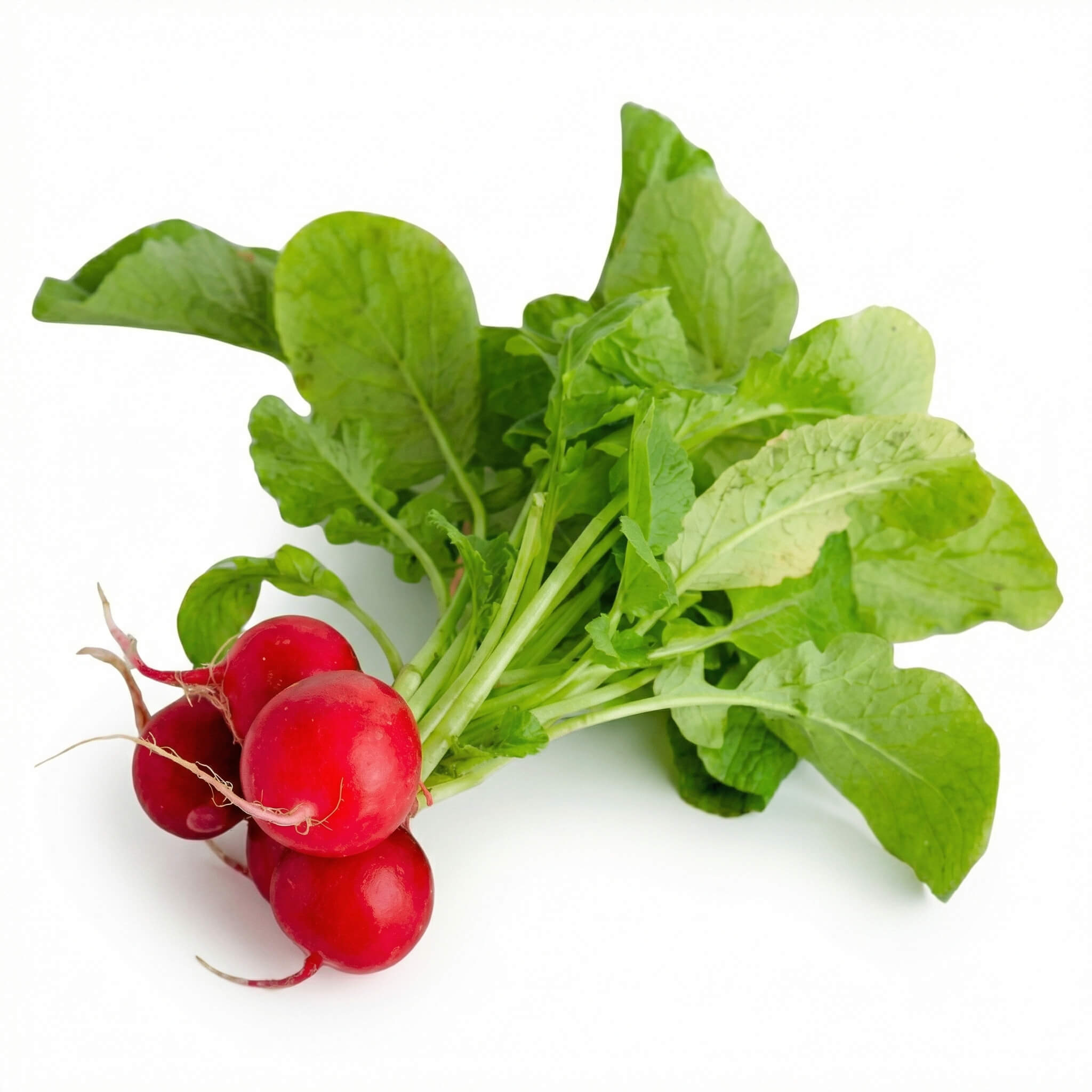Fresh Red Radish 1 Bunch