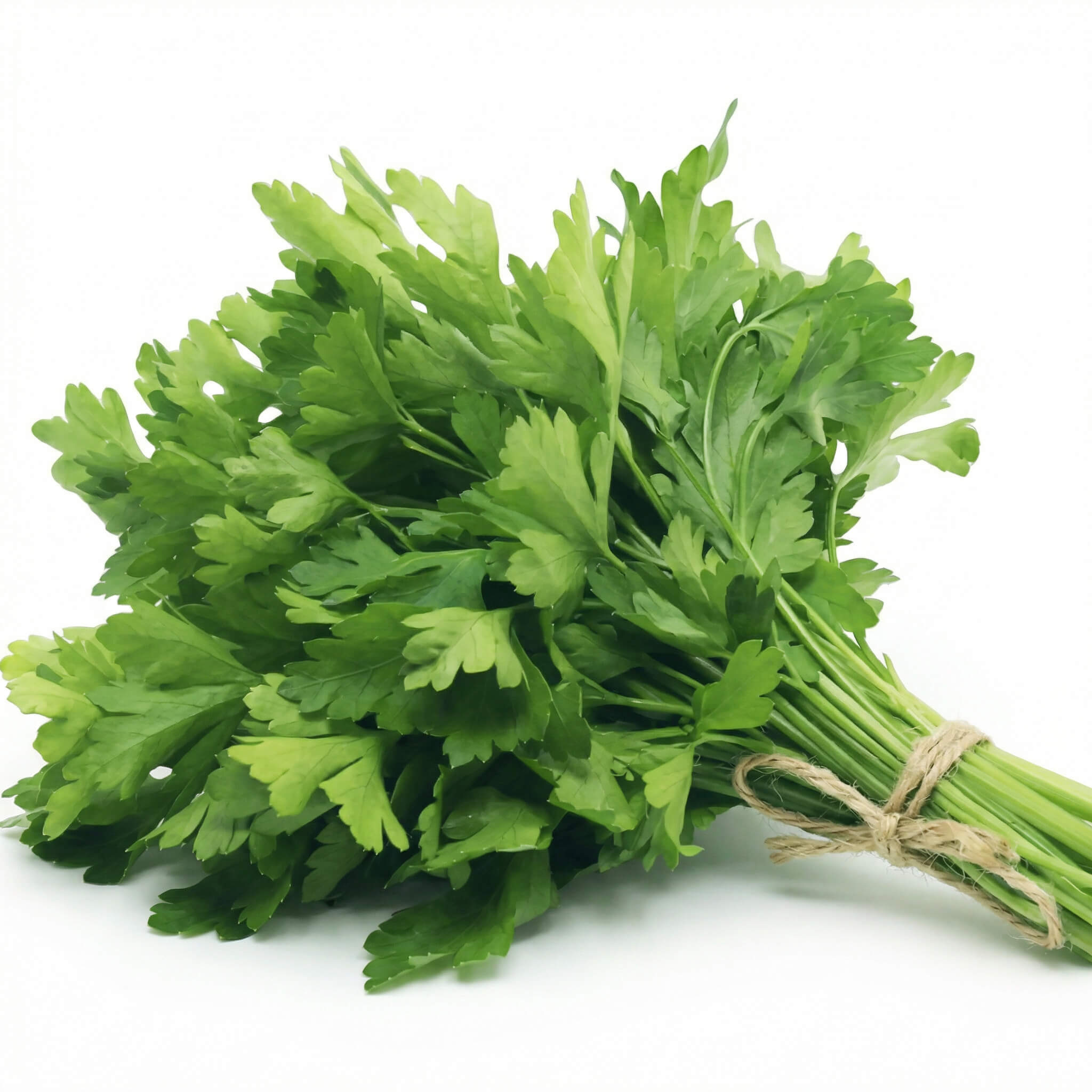Fresh Celery leaves 1 Bunch