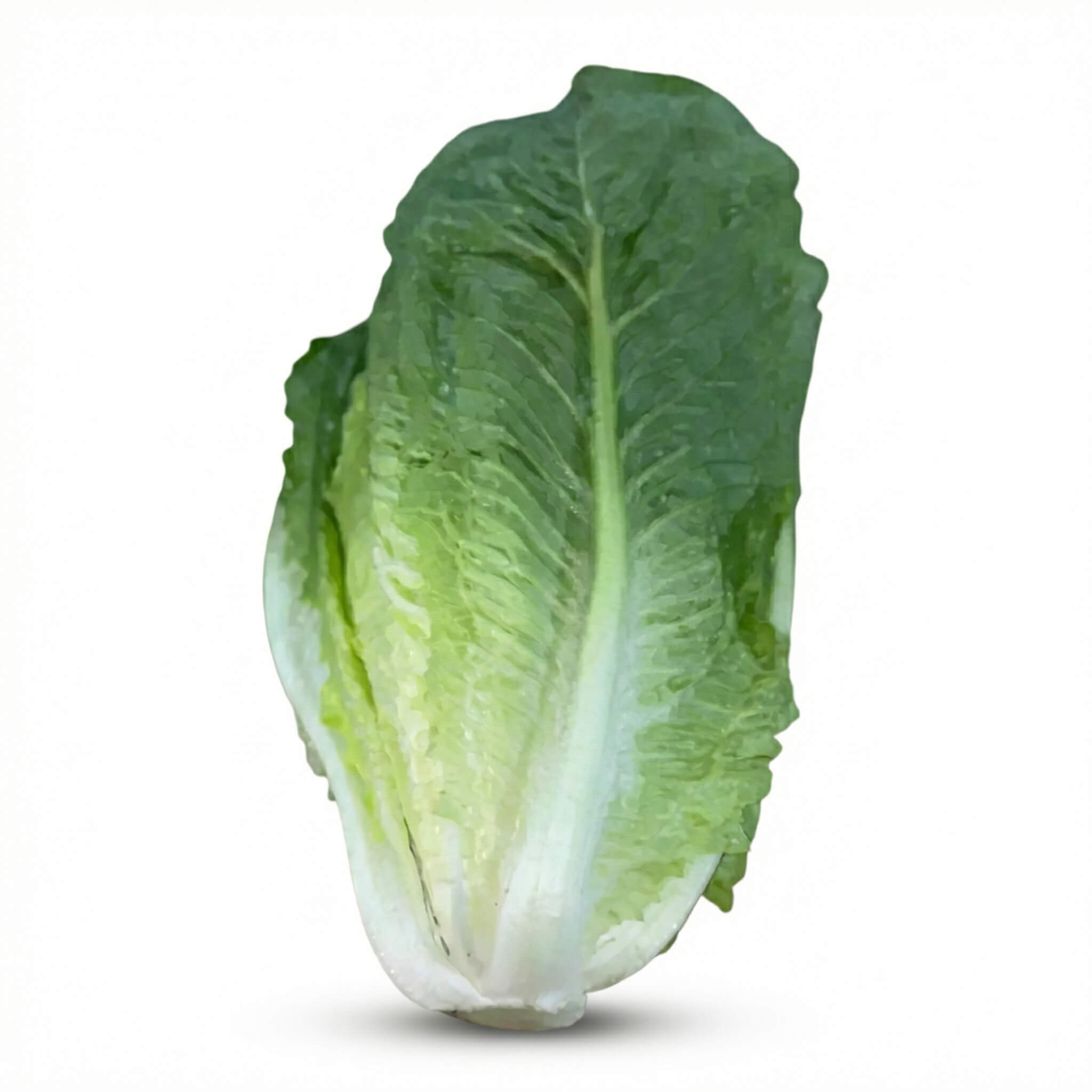 Fresh Lettuce ( Cleaned ) 1 Kg