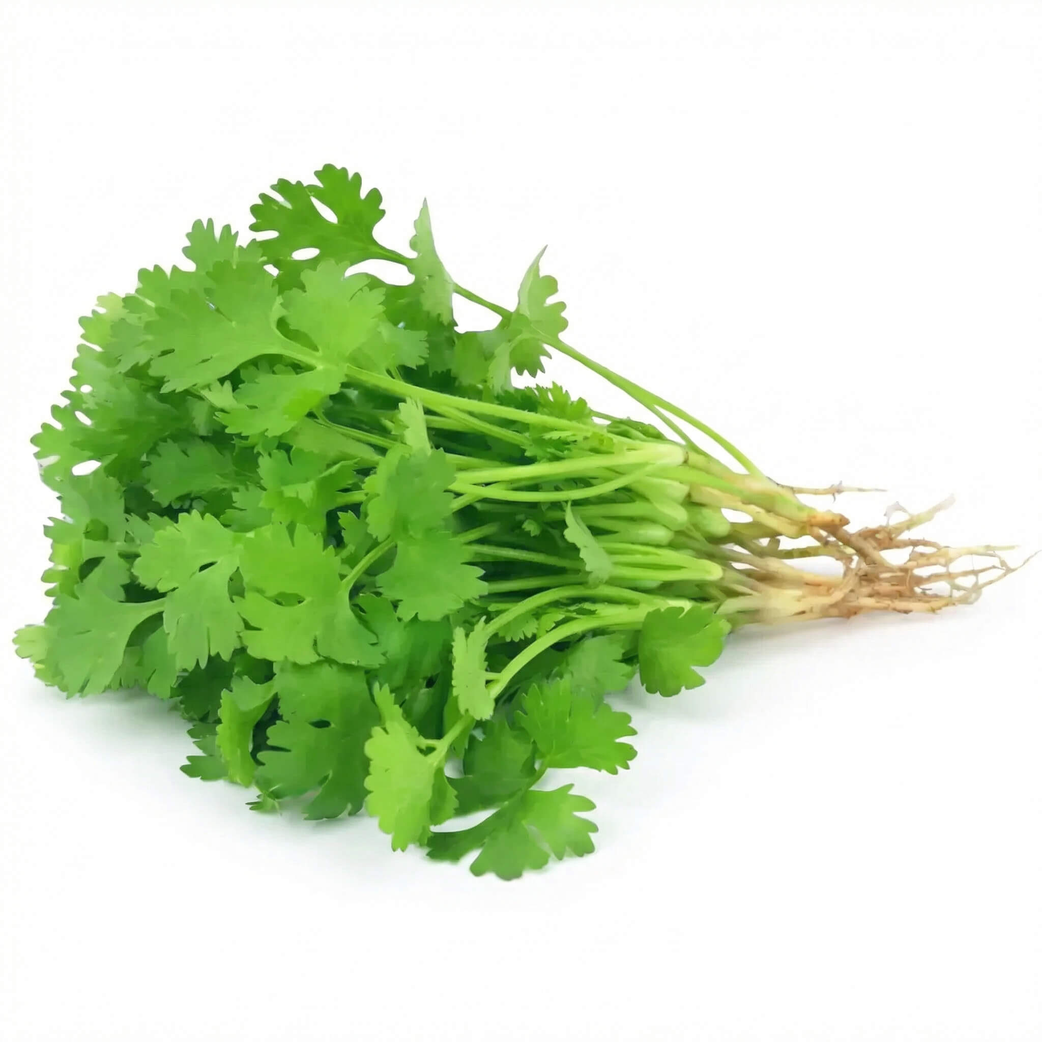 Fresh Coriander (Cilantro) 1 Bunch