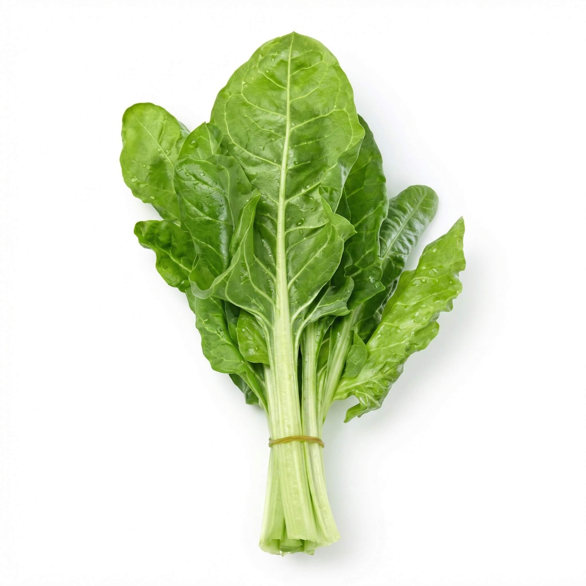Fresh Chard Bunch